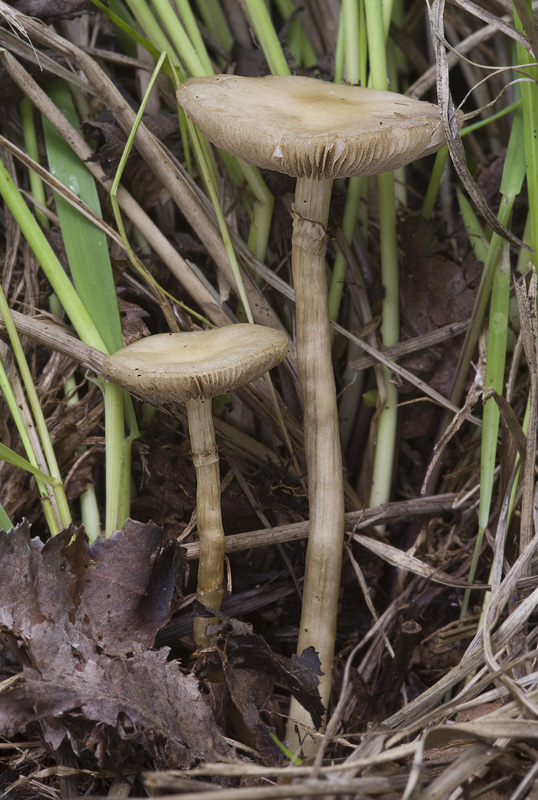 Agrocybe elatella